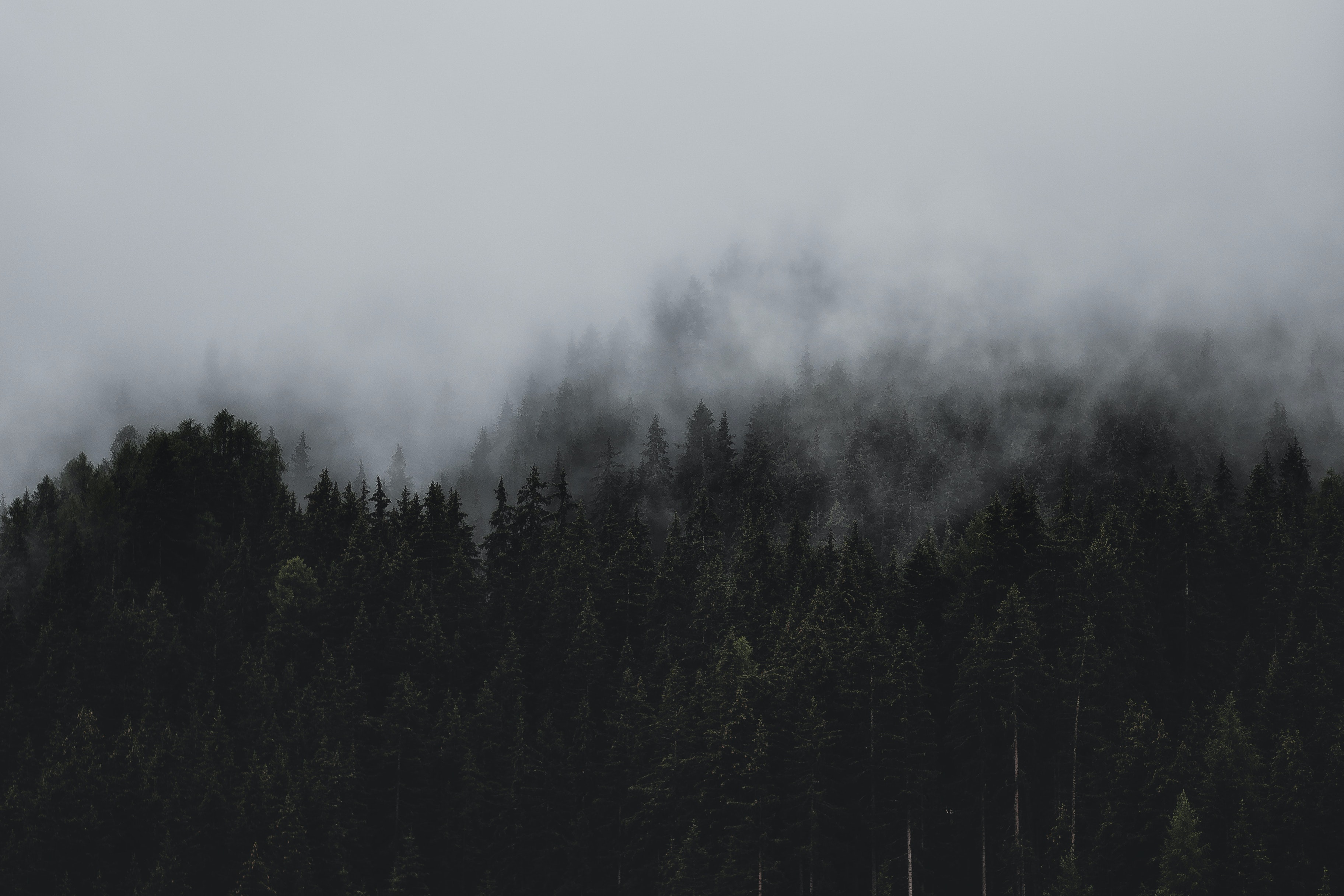 Misty forest landscape showcasing natural contrast and depth